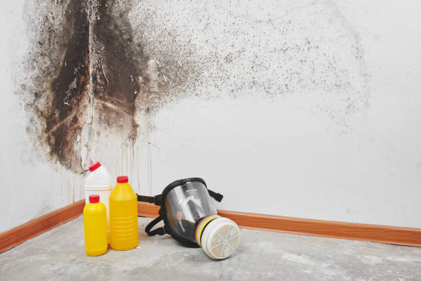 Best Mold Testing  in Erwin, NC