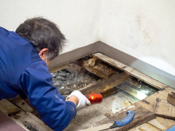 Best Fast Mold Removal  in Erwin, NC