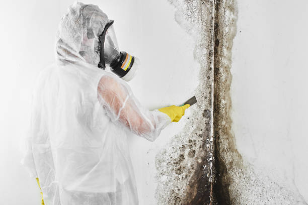 Best Residential Mold Removal  in Erwin, NC