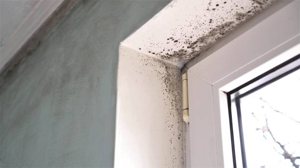 Best Certified Mold Removal  in Erwin, NC