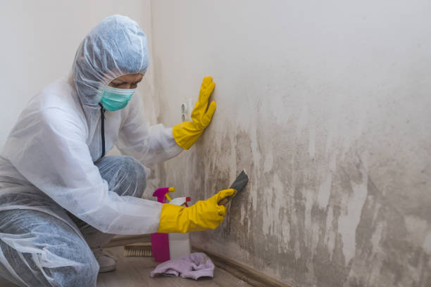 Best Mold Removal Company Near Me  in Erwin, NC