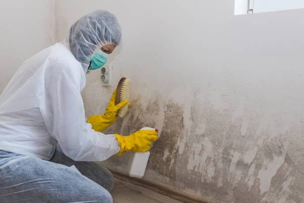 Mold Testing and Removal in Erwin, NC