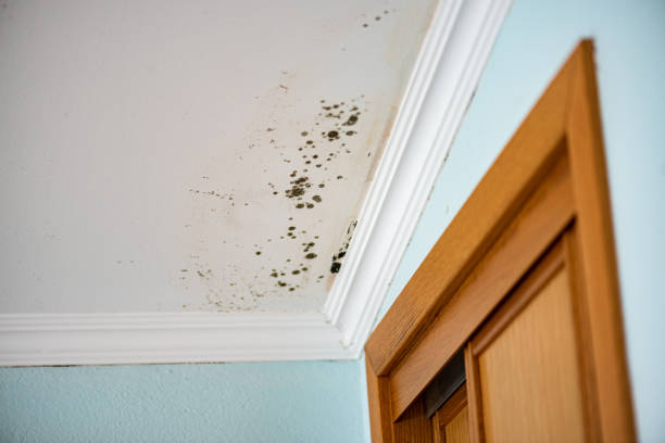 Best Black Mold Removal  in Erwin, NC