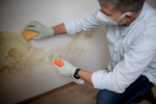 Best Professional Mold Removal  in Erwin, NC