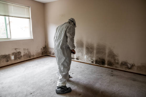 Erwin, NC Mold Removal Company