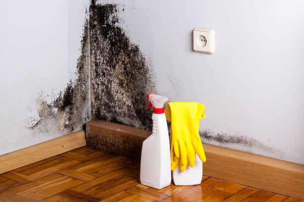 Best Crawl Space Mold Removal  in Erwin, NC