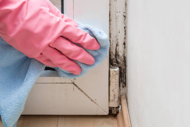 Best Same-Day Mold Removal  in Erwin, NC