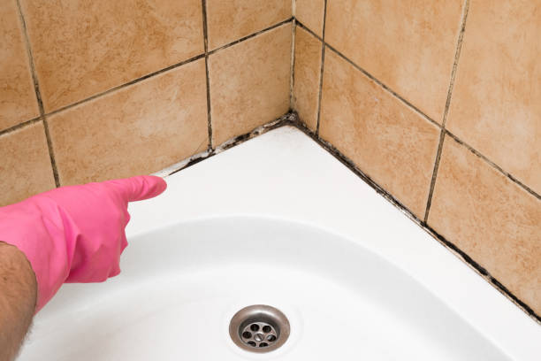 Best Local Mold Removal Service  in Erwin, NC